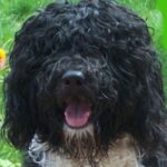 Barbet