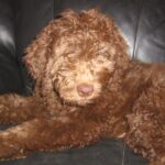 Barbet