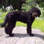 Barbet