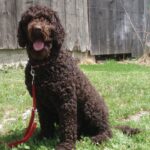 Barbet