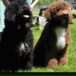 Barbet