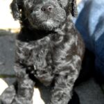 Barbet