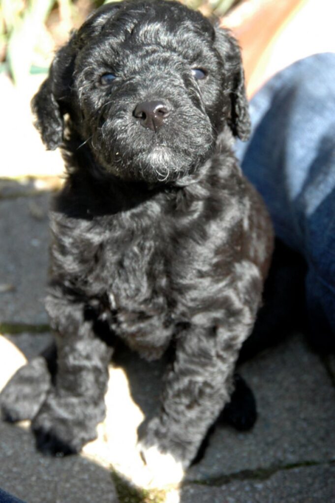 Barbet