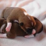 Basenji