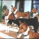 Basenji