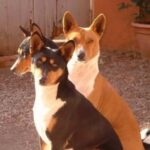 Basenji