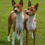 Basenji