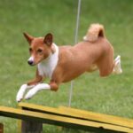 Basenji