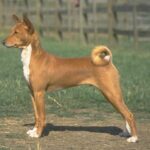 Basenji
