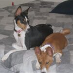 Basenji