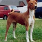 Basenji