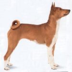 Basenji