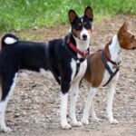 Basenji