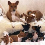 Basenji