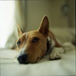 Basenji