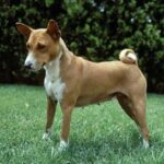 Basenji