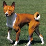 Basenji