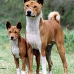 Basenji