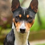 Basenji