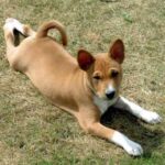 Basenji