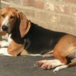 Basset Artesien Normand