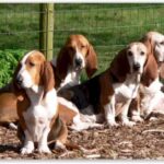 Basset Artesien Normand