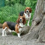 Basset Artesien Normand