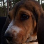 Basset Artesien Normand