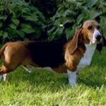 Basset Artesien Normand