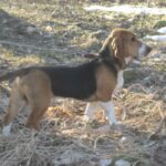 Basset Artesien Normand
