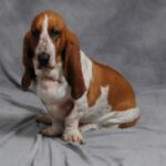 Basset Artesien Normand