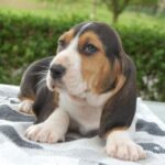 Basset Artesien Normand