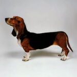 Basset Artesien Normand