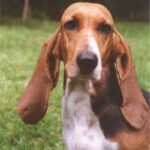 Basset Artesien Normand