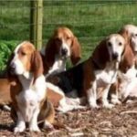 Basset Artesien Normand