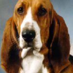 Basset Artesien Normand
