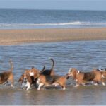 Basset Artesien Normand