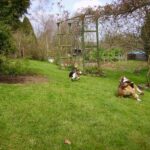 Basset Artesien Normand