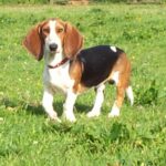 Basset Artesien Normand