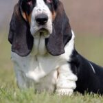 Basset Artesien Normand