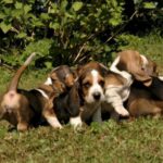 Basset Artesien Normand