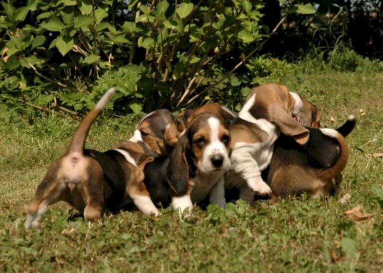 Basset Artesien Normand