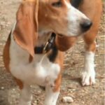 Basset Artesien Normand