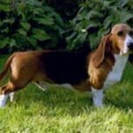 Basset Artesien Normand