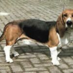 Basset Artesien Normand