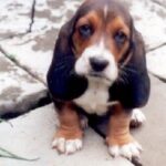 Basset Artesien Normand