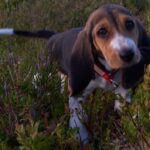 Basset Artesien Normand