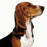 Basset Artesien Normand
