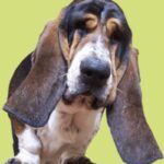 Basset Artesien Normand