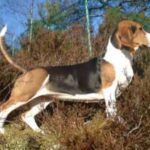Basset Artesien Normand